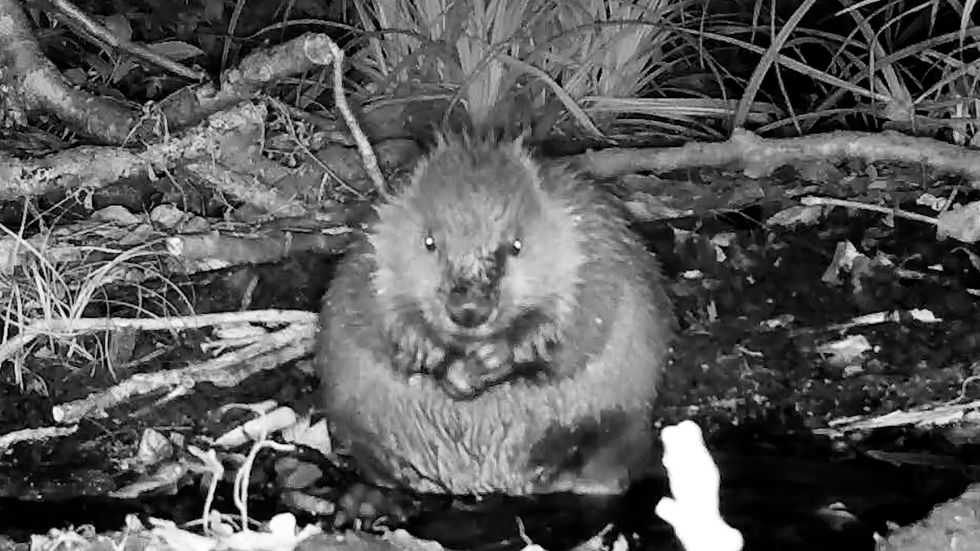 Football fans name beaver kits after Lionesses